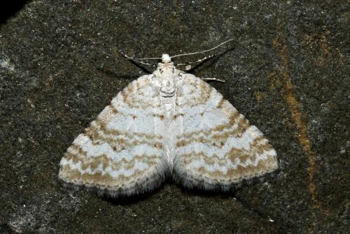 Perizoma albulata